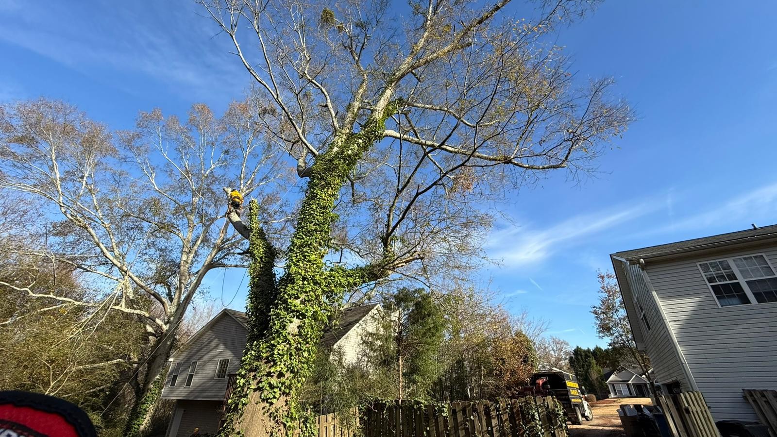 Professional Guys Tree Services LLC Work